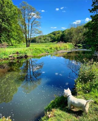 Reflection of a trees and plants in water