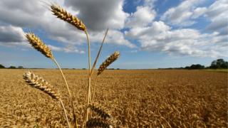 Wheat field,