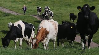 Cows on dairy farm in Cheshire