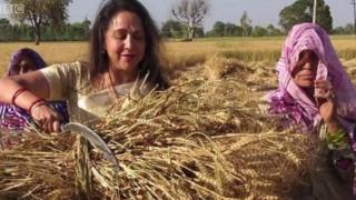 ઘઉં વાઢતાં હેમા માલિની