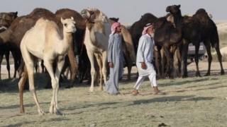 اونٹ