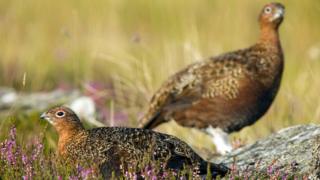 Two red grouse in heather