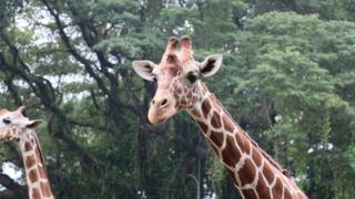 Dehiwala Zoo