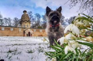 dog