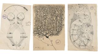 Ilustraciones de Santiago Ramón y Cajal