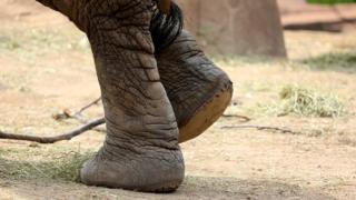 Patas de elefante