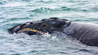 Ballena franca del Pacífico norte