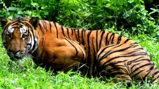 A tiger in a national park in India