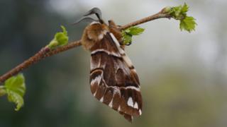 Kentish glory moth