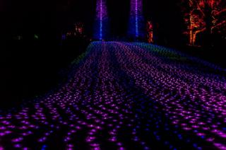 Trees and ground lit with lights