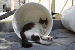 Kucing tidur