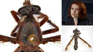 science The Black Widow fly, or Daptolestes feminategus - meaning woman wearing leather