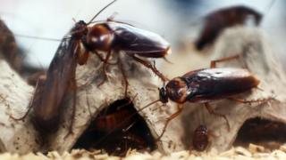 Di picture dey show cockroaches wey dem lock insider container for lab.