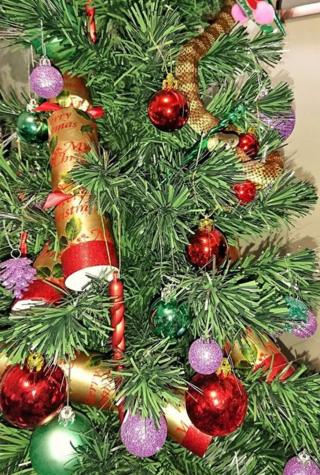 Ular di pohon natal