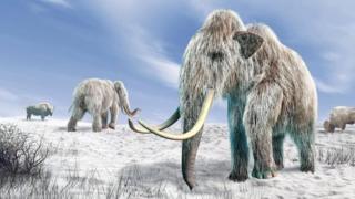 mamut