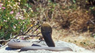 rare poisonous snake escape florida