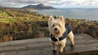 Casper the dog in Arran
