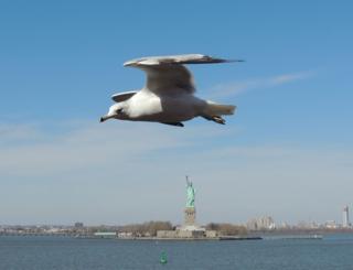 Gaviota sobrevolando el Río Hudson