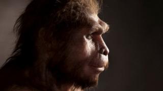 Homo erectus