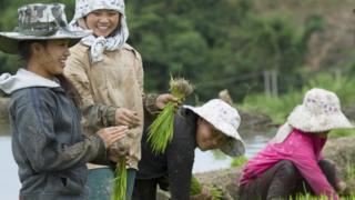 Thị trường gạo vì thế vẫn như thời bao cấp, doanh nghiệp nhà nước độc quyền thu mua và xuất cảng