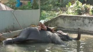 gajah, sri lanka