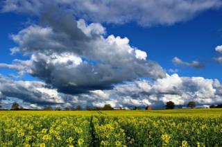Rapeseed oil field