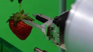 Demonstration of a strawberry-picking robot