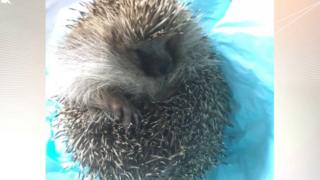 Heavy hedgehog to have hydrotherapy 2