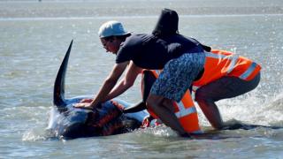 Voluntario mojando el cuerpo de una ballena