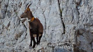 Alpine ibex