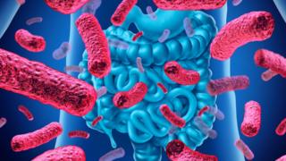 Microbiota intestinal
