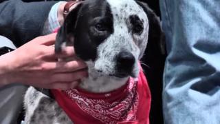 Chalo the dog in Yerevan's Republic Square