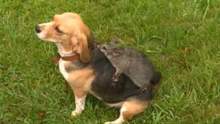 Molly the beagle from Australia has made best friends with a possum. They've been inseparable since the possum jumped on Molly's back a few weeks ago.