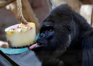 A western lowland gorilla eats ice cream in its enclosure at Prague Zoo, Czech Republic