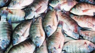 Samaki aina ya Sato