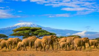 Elephants in Tanzania standing in front of Mount Kilimanjaro