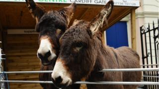Donkeys Kim and Robin take part in the presentations outside the church in Cardiff
