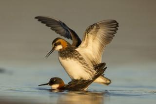 Mating