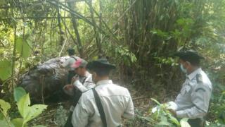 တောဆင်ရိုင်းကို အရေခွံ့ခွာ၊ နှာမောင်းဖြတ်ယူသွားတာ ဘိတ်နဲ့ ကော့သောင်းခရိုင်မှာ ၅နှစ်အတွင်း ပထမ ဆုံးပဲ၊ သတ်ခံရတာမဟုတ်ပဲ သူ့သဘာဝအလျောက်သေတာတွေကတော့ ၄ကောင်လောက်ပဲရှိတယ်