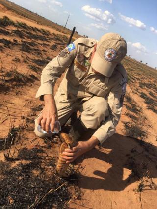 Sargento do Corpo de Bombeiros Pedro Ribas Alves dá água a tatu após incêndio em cerrado no Mato Grosso