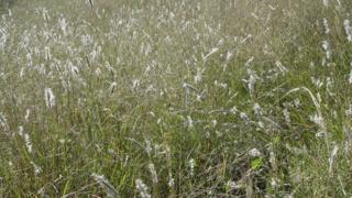 Grassland in Arizona, US (Image courtesy of Dr John Wiens)