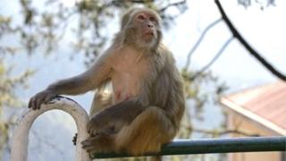 தொல்லை தரும் குரங்கை கொன்றால் பணம்; கொல்வதற்கோ யாருமில்லை