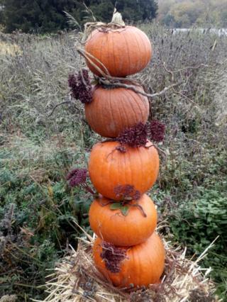 A column of pumpkins