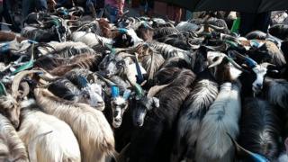 च्याँग्रा