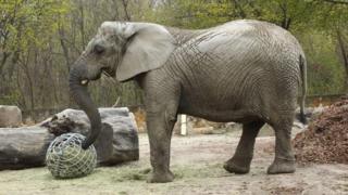 Fredzia, a young female African elephant at Warsaw Zoo