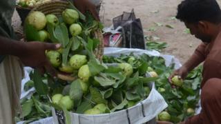 পেয়ারা বাগান থেকে তোলা হচ্ছে ফসল। ফাইল ছবি