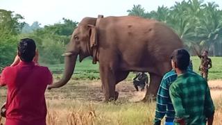 தனது செந்தங்களை தேடும் யானை 'சின்னத்தம்பி'