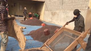 Des producteurs de cacao
