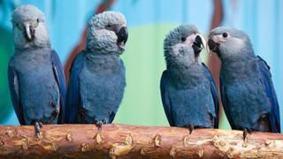 Cuatro ejemplares de guacamayo azul