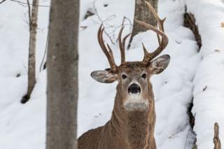 Three antler deer